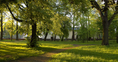 zdjęcie parku miejskiego, duże poryte listowiem drzewa i alejki spracerowe