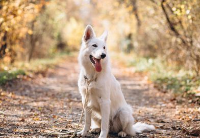 Biały pies na leśnej ścieżce.