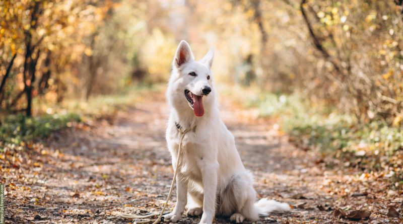 Biały pies na leśnej ścieżce.